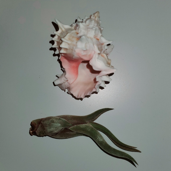 Live Tilandsia Caput Medusae in Murex Seashell - Picture 5 of 5